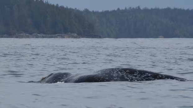 8 grey whales have been found dead in B.C. this year
