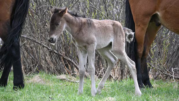 RCMP investigating shooting of baby horse in Kananaskis