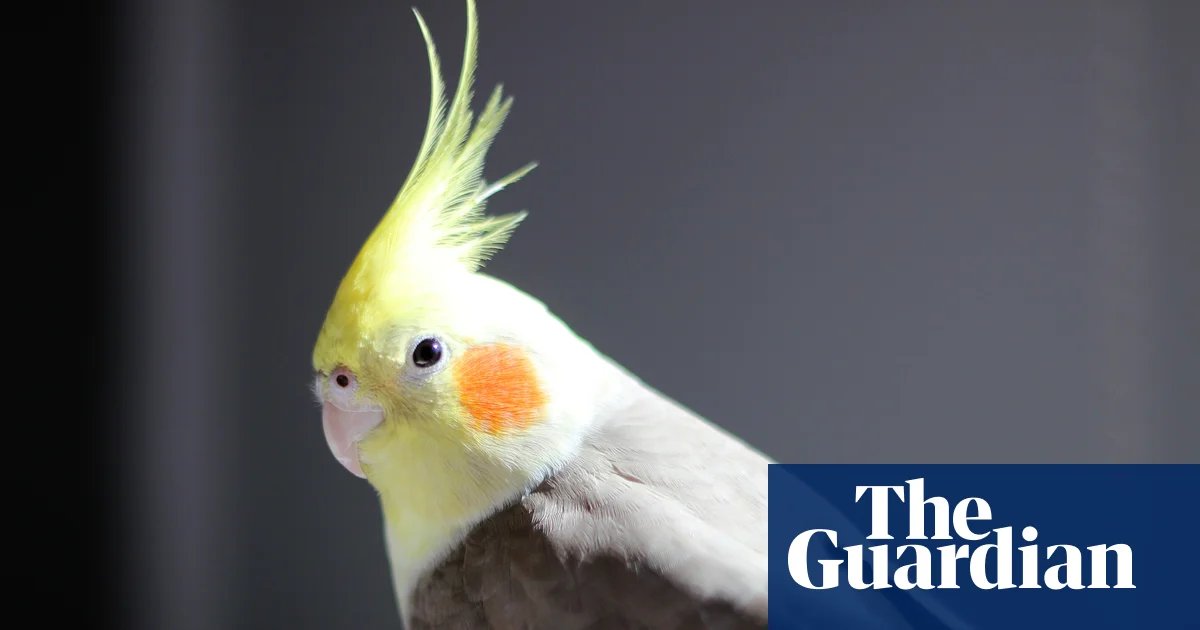 Masturbation among birds is ‘natural’ and should not be punished, say experts | Animal behaviour