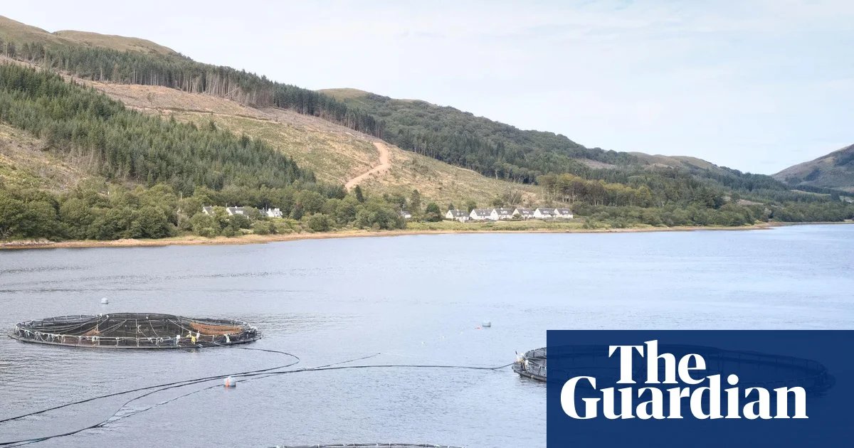 Millions of salmon deaths at Scottish farms disclosed after watchdog’s ruling | Fish
