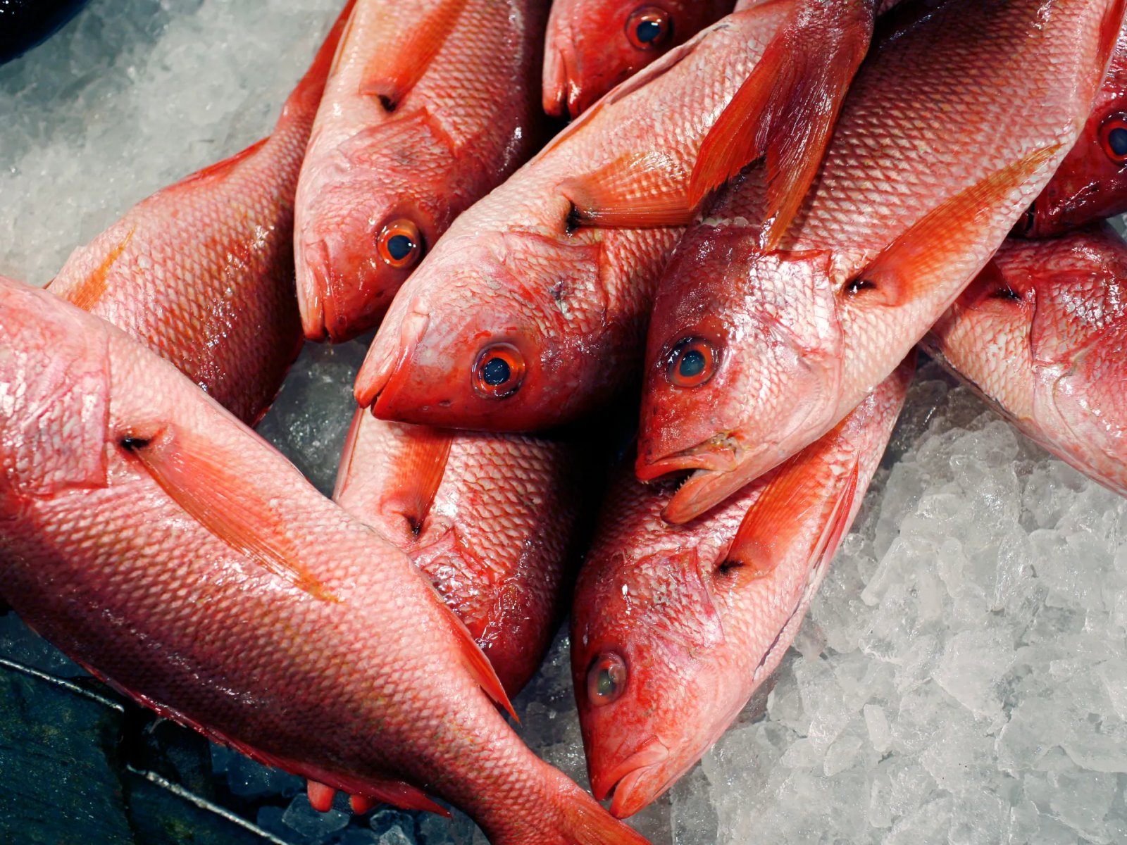 Trump expands red snapper fishing as critics warn of overfishing | Donald Trump News