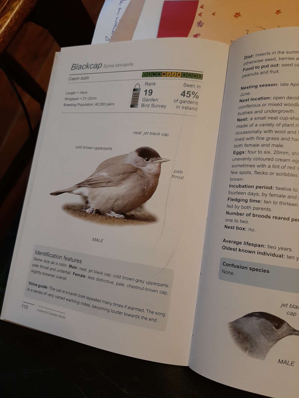 ONCE I HEARD A BLACKCAP SING – agoyvaerts