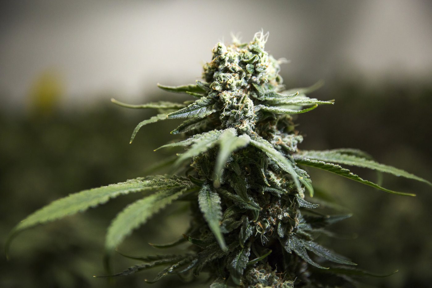 RCMP cannabis raids won’t ‘hamper’ N.B. First Nations pot sale discussions