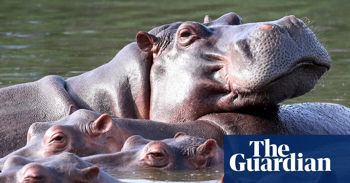 Indian billionaire’s son offers to house Pablo Escobar’s hippos at his private zoo | Colombia