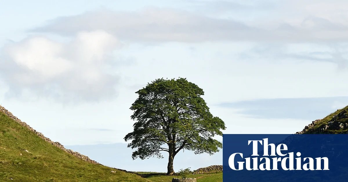 Multimedia arts project wins Sycamore Gap tree commission after public vote | Art and design