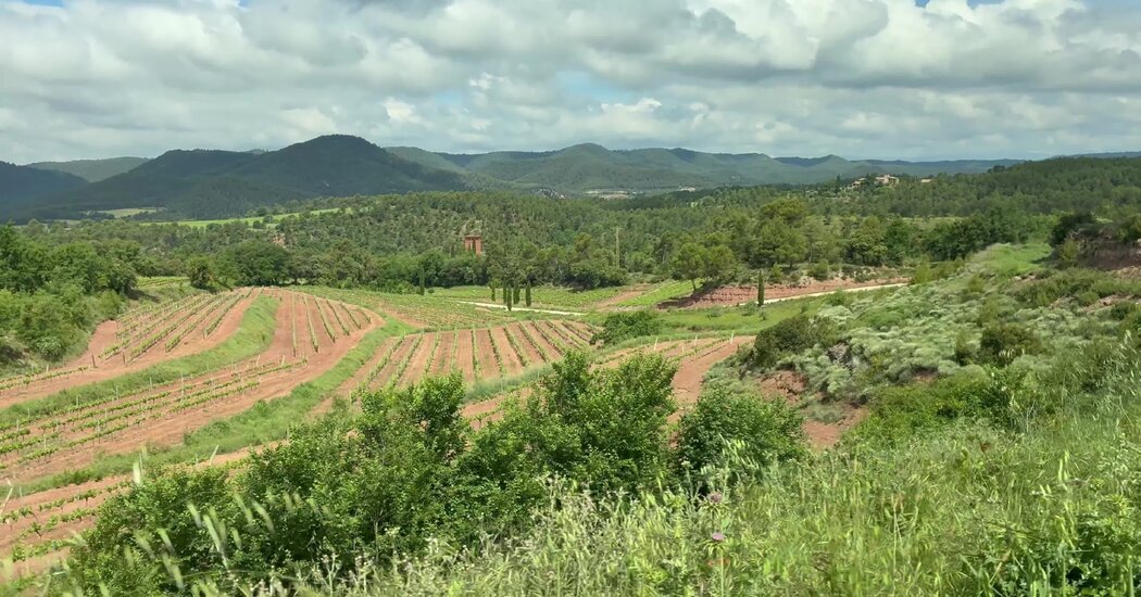 How Wine, Truffles and Honey Could Help Europe Fight Wildfires