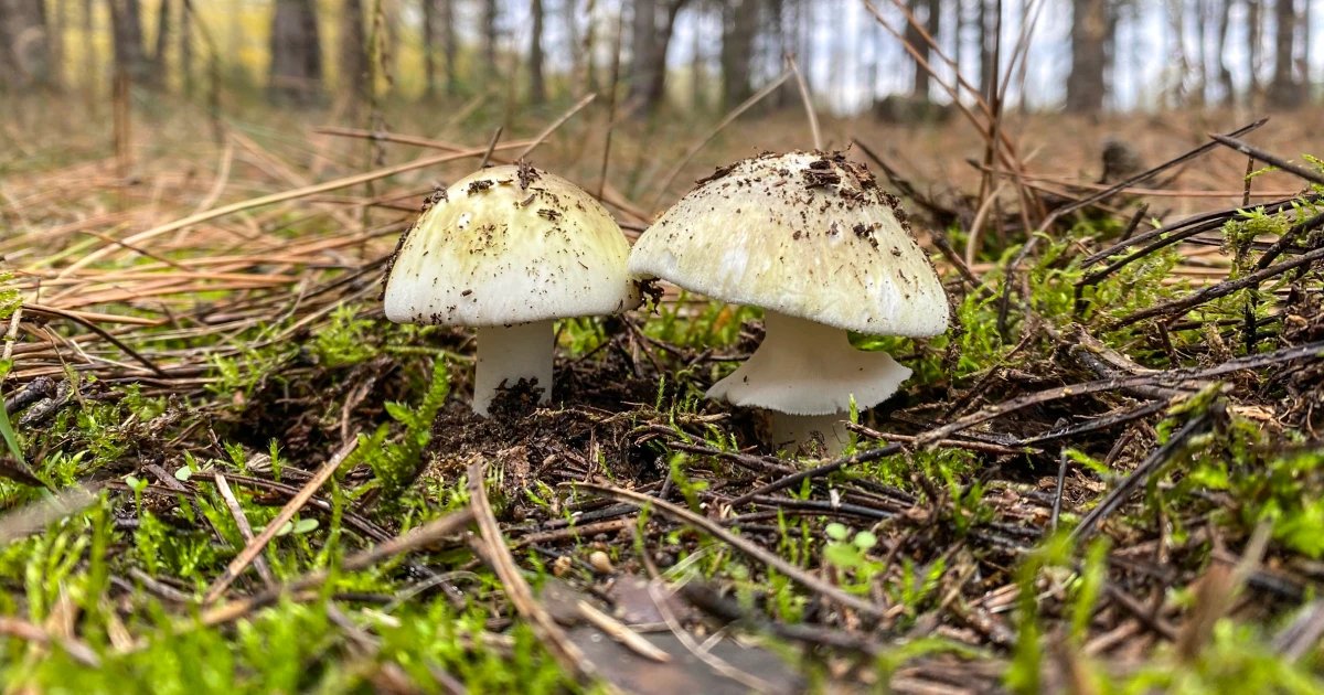 More mushroom poisoning cases reported in California in biggest U.S. outbreak ever