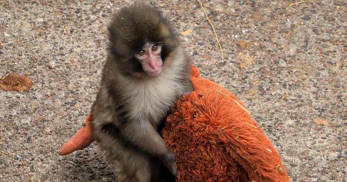 2 arrested after breaking into Punch the monkey enclosure in Japan, zoo says