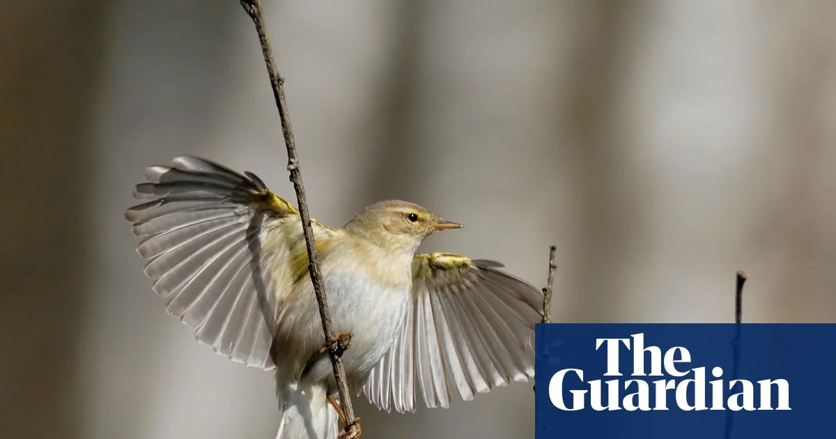 Migratory bird numbers fall in Britain despite last year’s warm spring | Birds