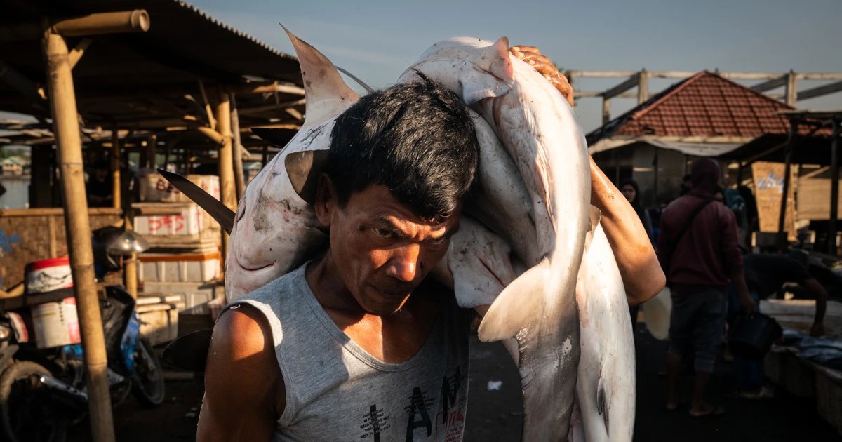 Photo essay: Southeast Asia’s overfishing crisis — and the effort to uncover its roots