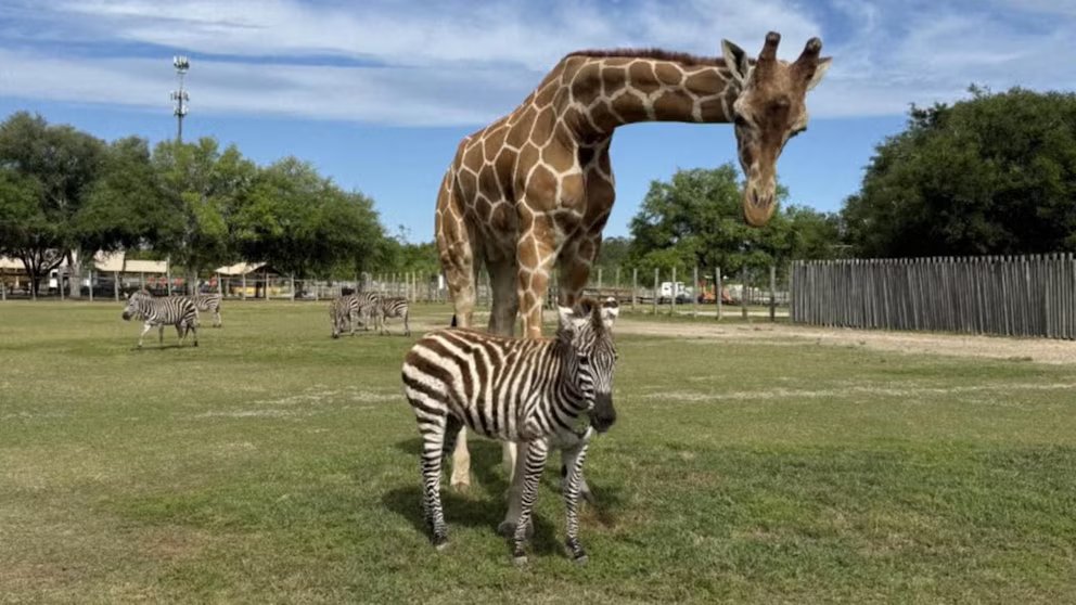 WATCH:  'Very unique': Giraffe and zebra are BFFs