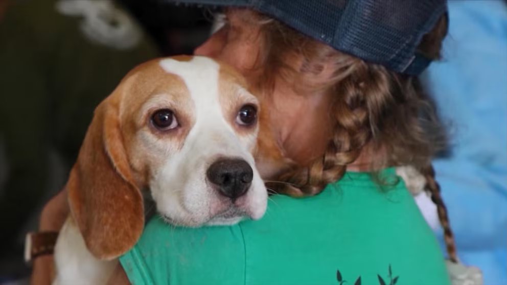 WATCH:  Wisconsin organizations that helped remove 1,500 beagles speak with David Muir