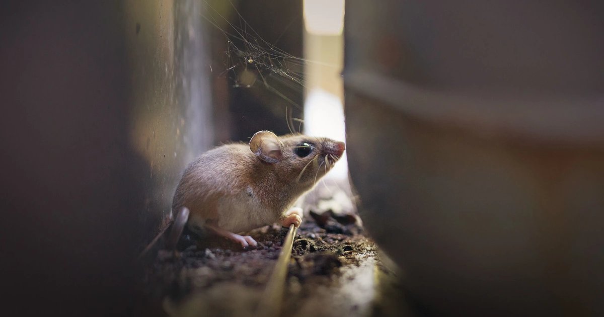 Where hantavirus lurks in the U.S.: Why states like Colorado, New Mexico are hot spots