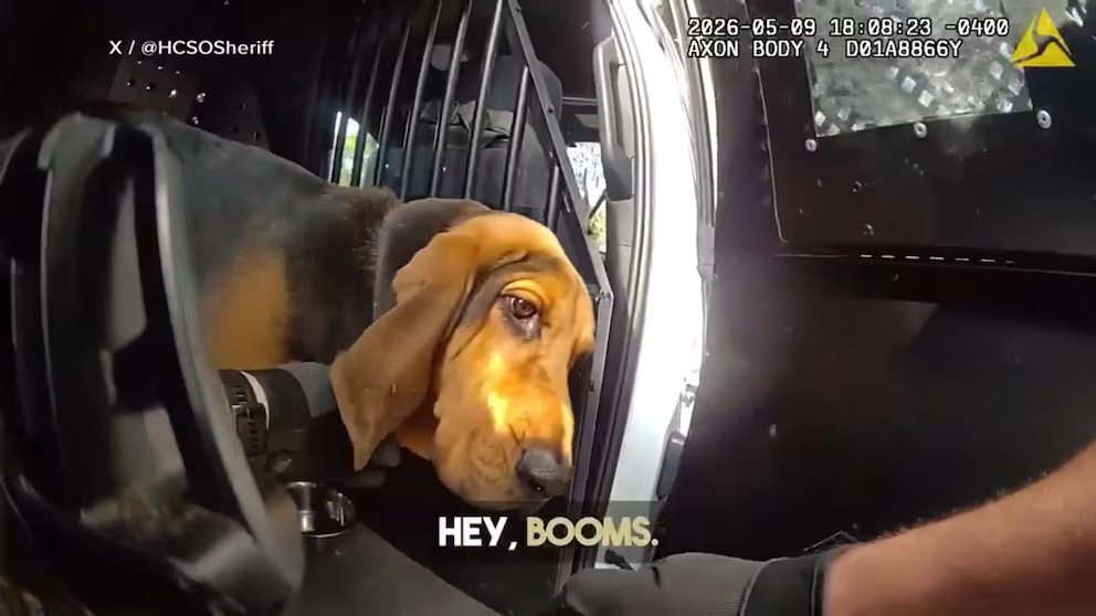 WATCH:  K9 to the rescue