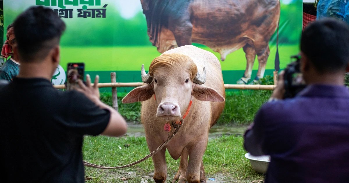Buffalo named ‘Donald Trump’ is spared Eid sacrifice after viral fame in Bangladesh