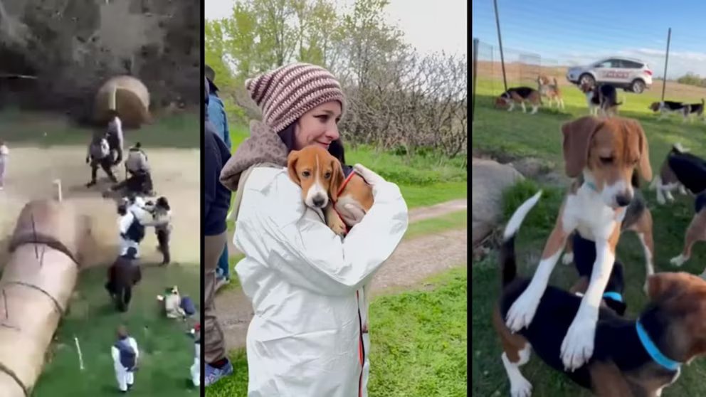 WATCH:  Inside the decade-long fight to free thousands of dogs from testing site