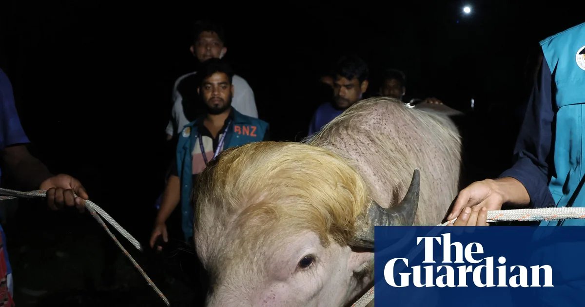 Blond Bangladeshi buffalo nicknamed ‘Donald Trump’ saved from Eid sacrifice | Bangladesh