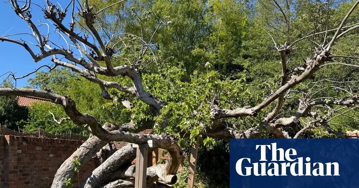 Campaigners hope to save mother tree of bramley apple | Heritage