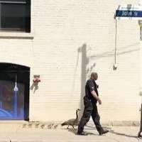Watch: Canada goose and babies get police escort downtown
