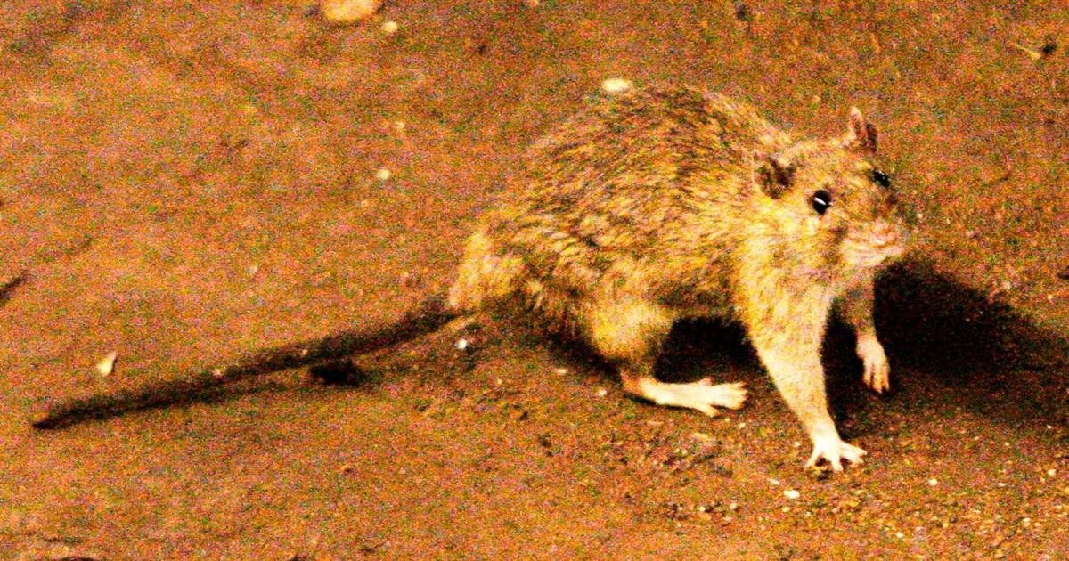 A suspected outbreak of the rare hantavirus on a cruise ship in the Atlantic kills 3 people