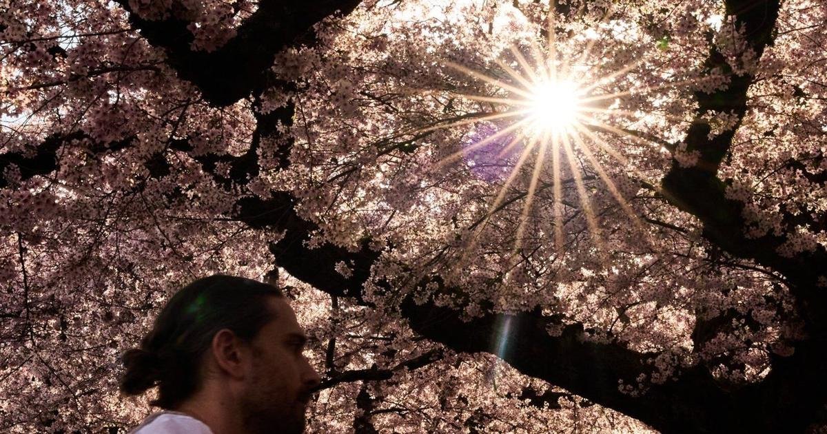 Study says trees counter half the world's urban heating, but not in the places that need it most