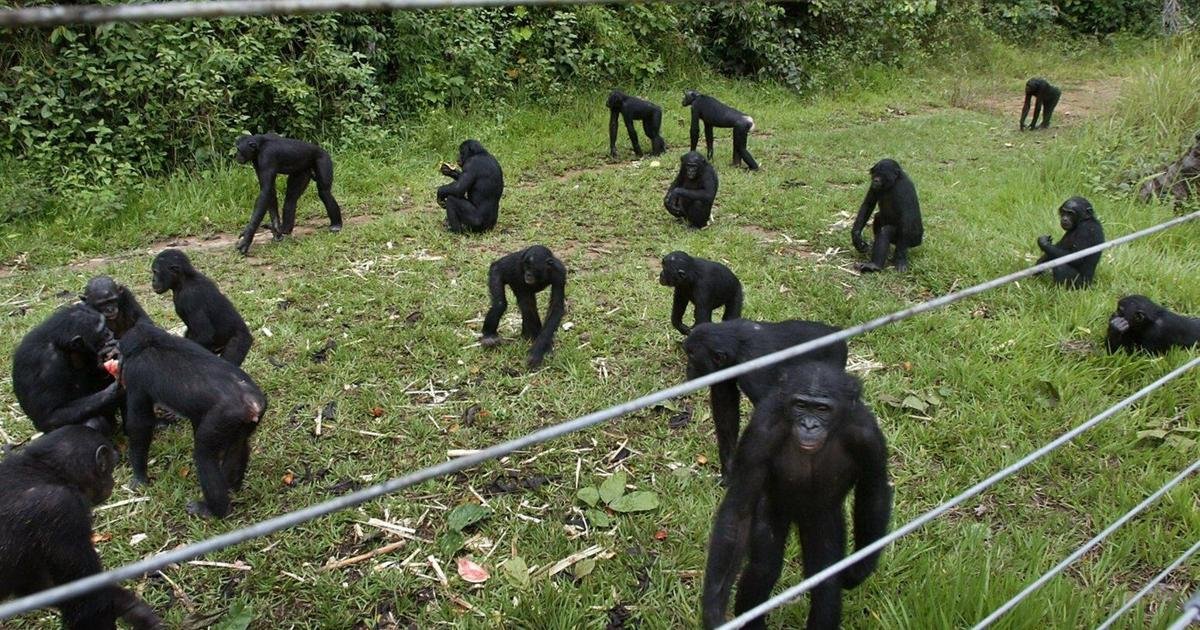 A rare sanctuary in Congo looks after baby bonobos away from poaching threat