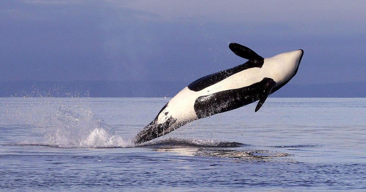 Carney government proposal targets extinction protections for endangered killer whales off B.C. coast