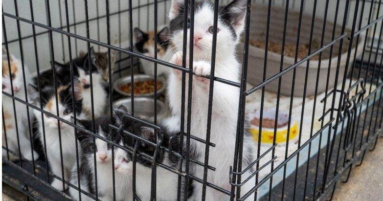 Mississauga man facing dozens of charges after 65 kittens, cats rescued in animal cruelty probe