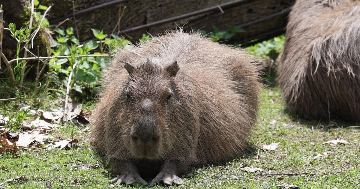 Bonnie and Clyde of High Park: Remembering Toronto's great capybara escape