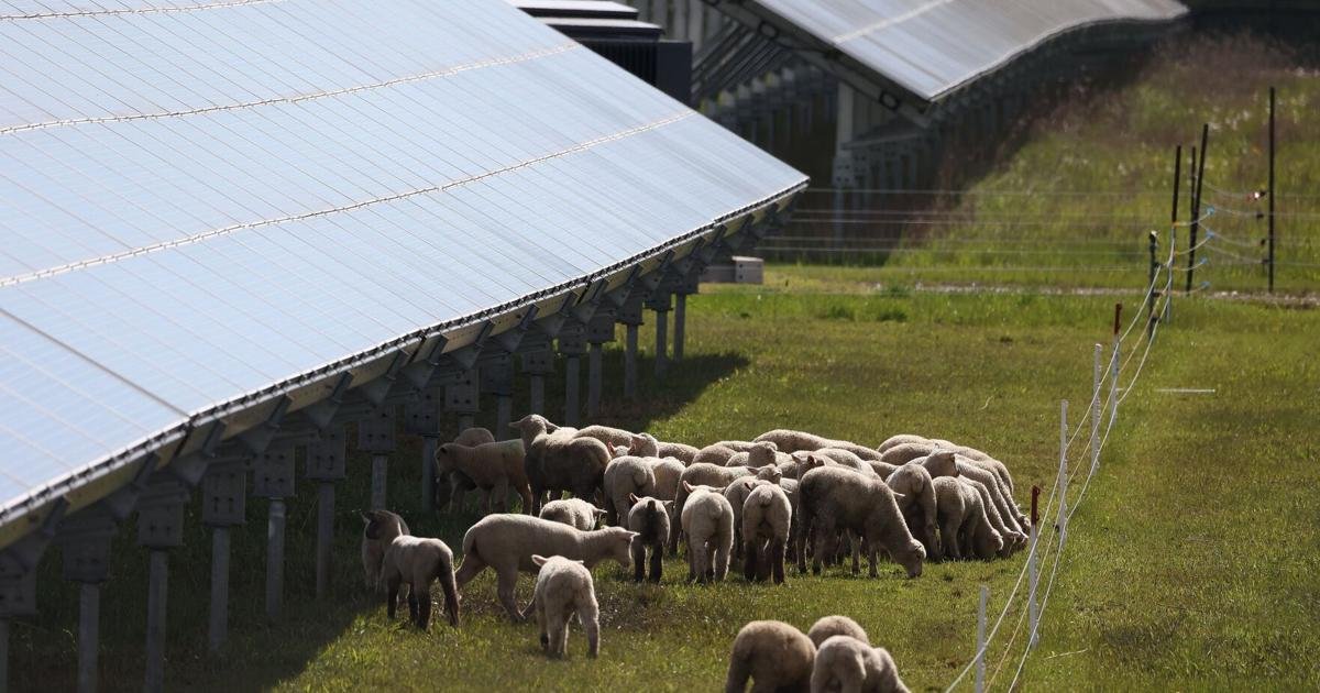 For years, farming communities opposed renewables. These sheep are changing people's minds