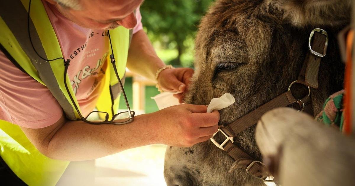 Patients find help with therapy donkeys at psychiatric hospital near Paris
