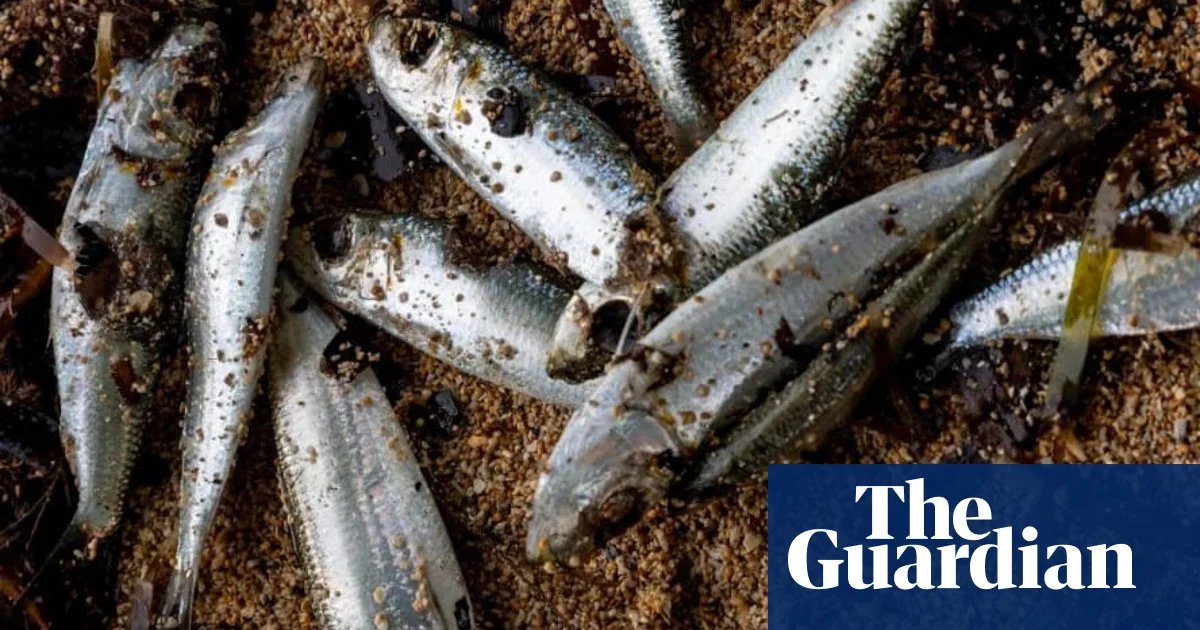 Papua New Guinea warns against fishing in New Ireland after mystery deaths of marine life | Papua New Guinea