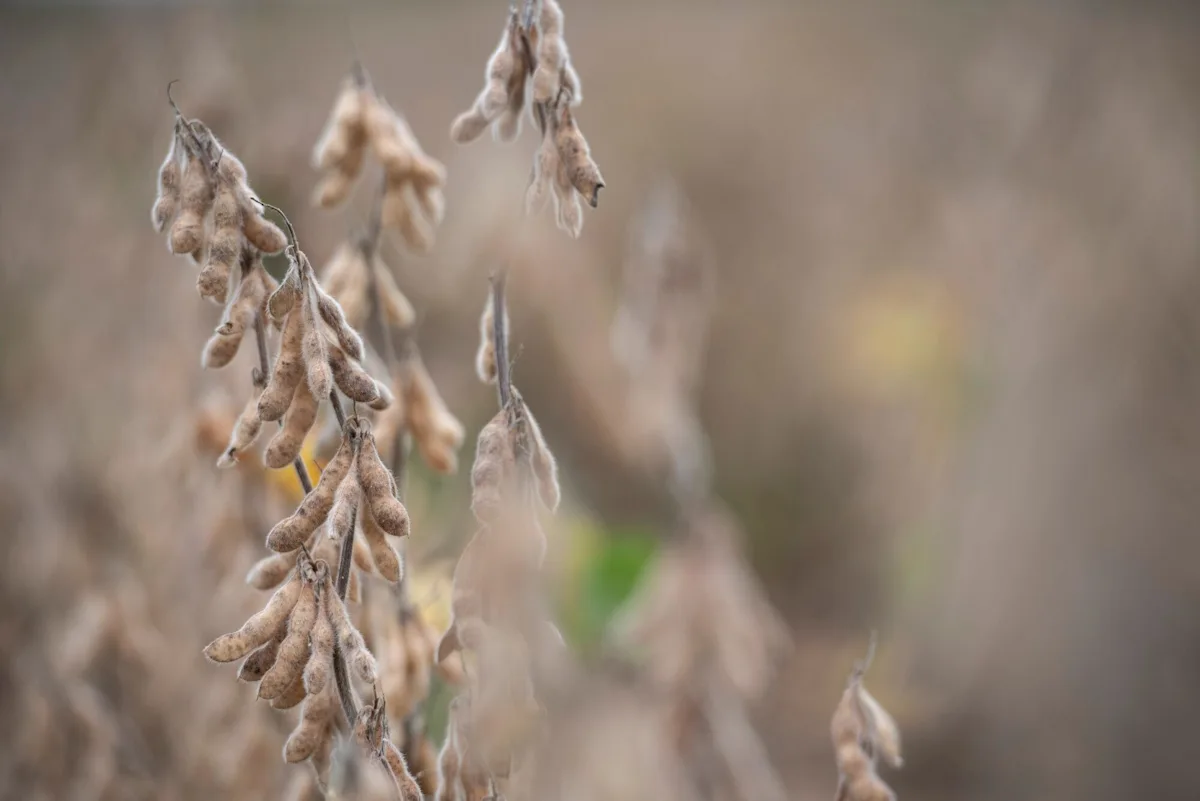 Soybeans Fall as China Summit Leaves US Farmers Seeking Details