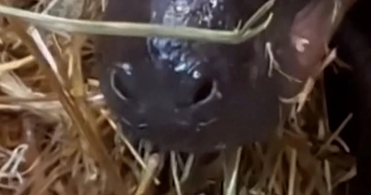 Pygmy hippo born at Berlin zoo
