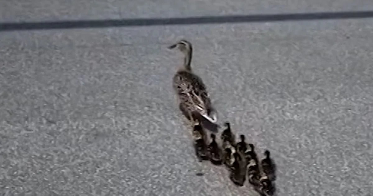 Family of ducks makes 14th annual visit to same school