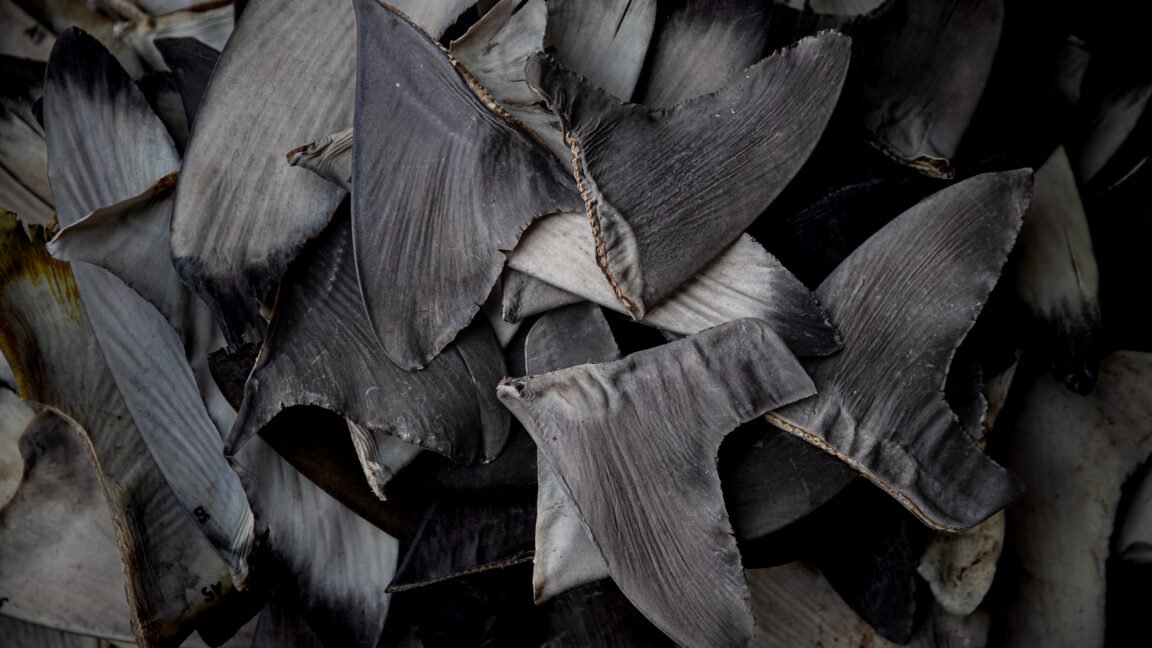 China’s shark finning could lead to US seafood sanctions