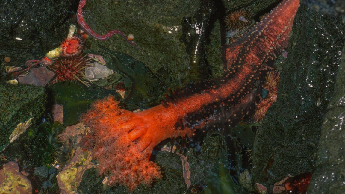 Severed sea cucumber appendages don’t seem to die