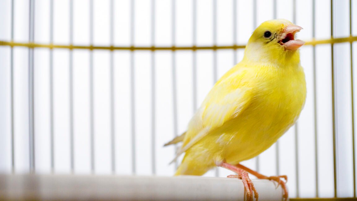 Canadian election databases use “canary traps”—and they work