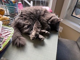 Tuesday Night Cat Blogging