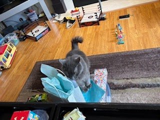 Tuesday Night Cat Blogging