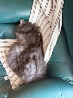 Tuesday Night Cat Blogging