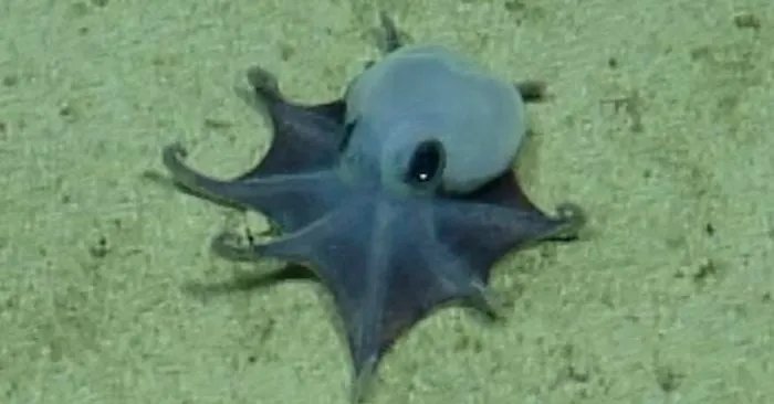 A New Species of Tiny Octopus Was Discovered in the Galápagos Islands