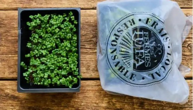 Montreal farm recalls broccoli microgreens for possible E. coli contamination