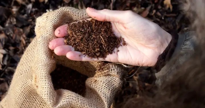 Montreal company on mission to turn pet poop into compost – Montreal