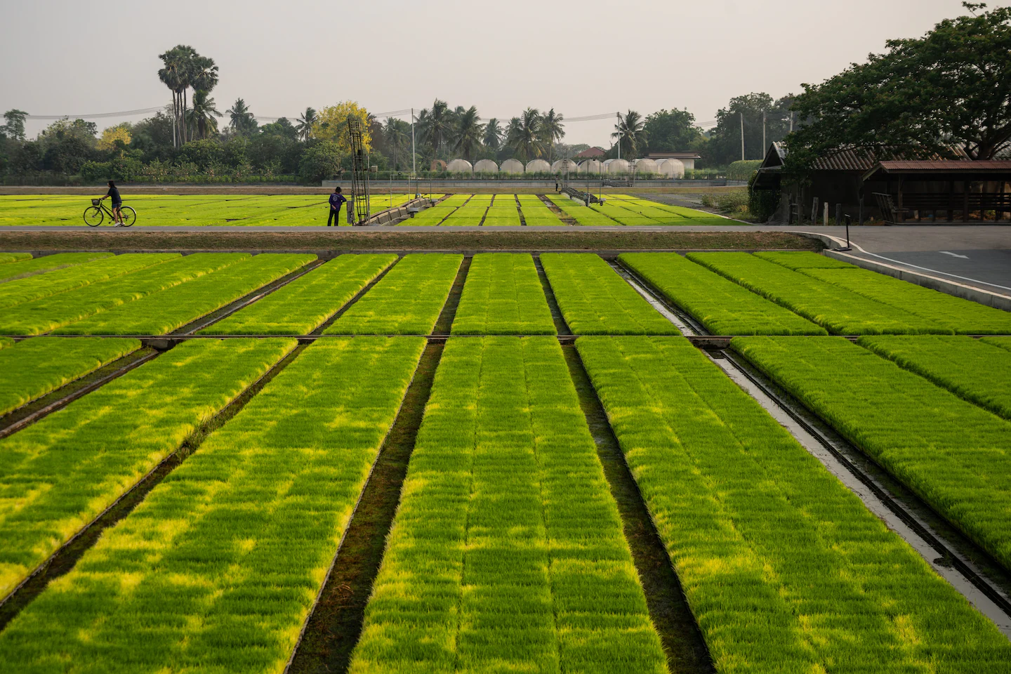 Iran war is crushing Asia’s farmers, threatening global food supply