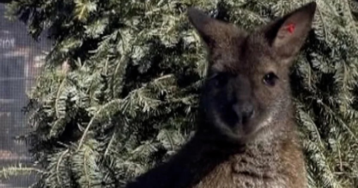 Baby wallaby found safe after escaping from New Jersey zoo