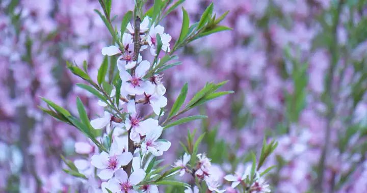 Late spring start, dry conditions to blame for intense Edmonton allergy season – Edmonton