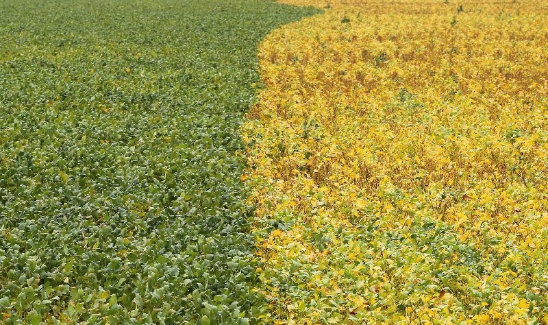 Brazil may re-route farm export flows amid US-China deal