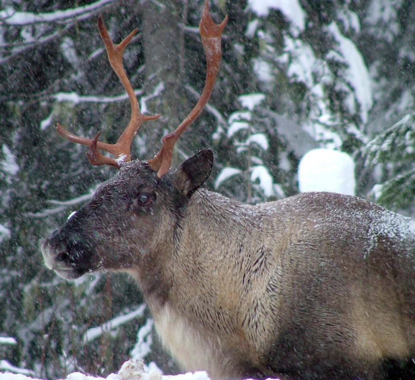 B.C. allowed logging in caribou habitat despite its own ministry’s recommendation