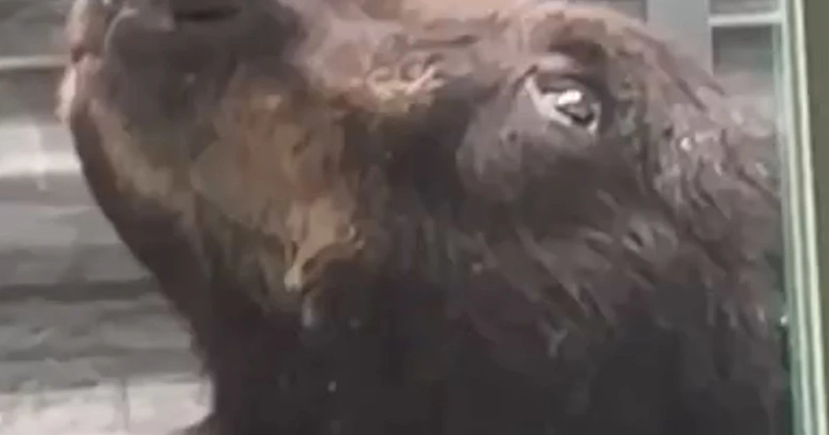 Black bear rescued from basement window well